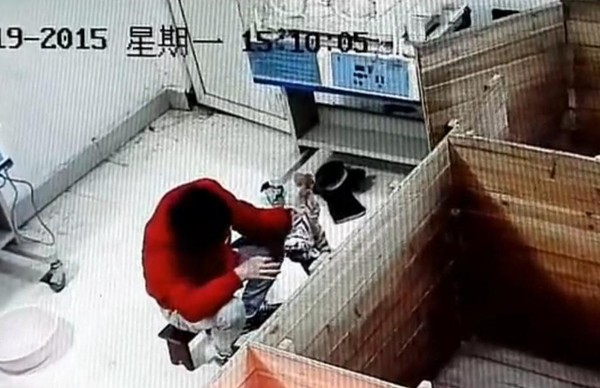 动物饲养员虐待新生华南虎1