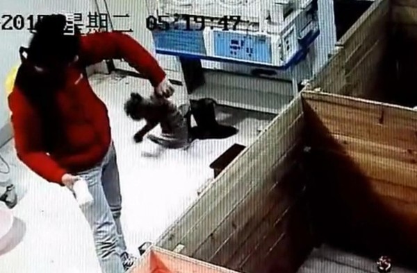 动物饲养员虐待新生华南虎2