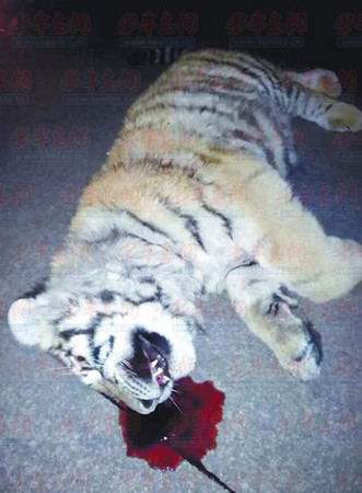 李女士夫妻俩发现的老虎。(市民供图)