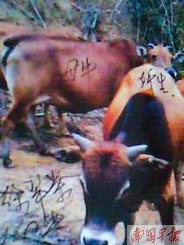 程玉华家饲养的母牛，被列入亲子鉴定范围。 程玉华供图