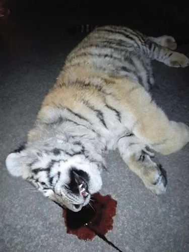 平度市民提供的老虎坠亡现场图。网络截图