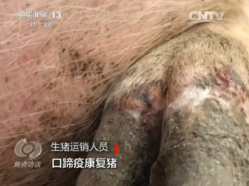 生猪运销人员称这批运往德州金锣的生猪为“口蹄疫康复猪”（视频截图）