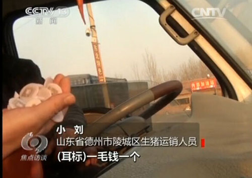 小刘称到“屠宰厂过磅的时候自己打上（耳）标”（视频截图）