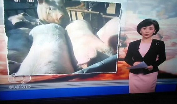 焦点访谈曝金锣使用病死猪-坑害消费者让人心寒3