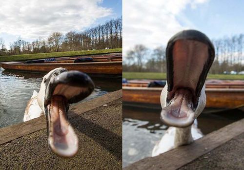 坏脾气天鹅追咬游客抢东西 被称英国剑河“河霸”(组图)