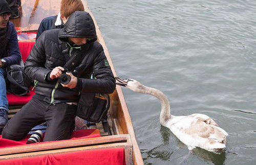 坏脾气天鹅追咬游客抢东西 被称英国剑河“河霸”(组图)