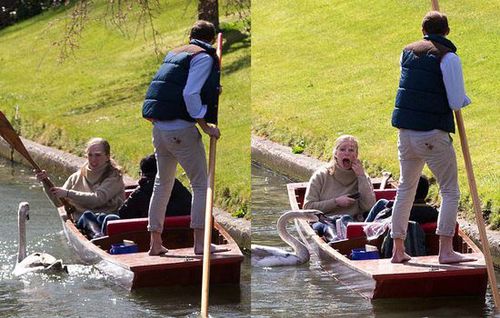 坏脾气天鹅追咬游客抢东西 被称英国剑河“河霸”(组图)