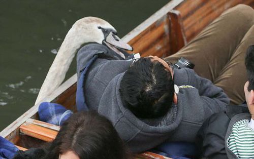 坏脾气天鹅追咬游客抢东西 被称英国剑河“河霸”(组图)