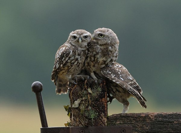 三只小猫头鹰抱成一团，看上去一派温馨景象。（网页截图）