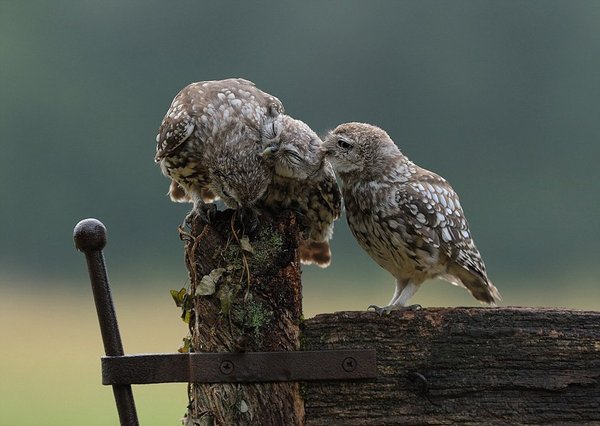摄影师称每次他亲眼目睹一些不同寻常的景象都感到非常激动，这次也不例外。据悉，小猫头鹰是猫头鹰中的一种，身高仅22厘米。