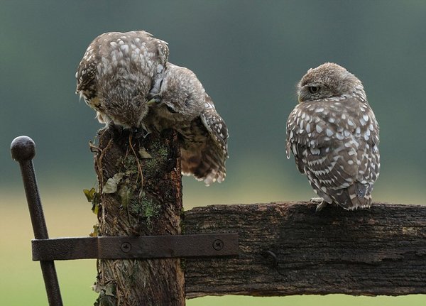 它的兄弟一开始将头扭了过去，对它有点儿嫌弃。最后，这只小猫头鹰终于成功钻到了兄弟的翅膀底下，三只小猫头鹰抱成一团，看上去一派温馨景象。