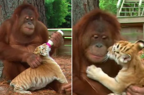 太有爱：猩猩喂奶爱抚小老虎9