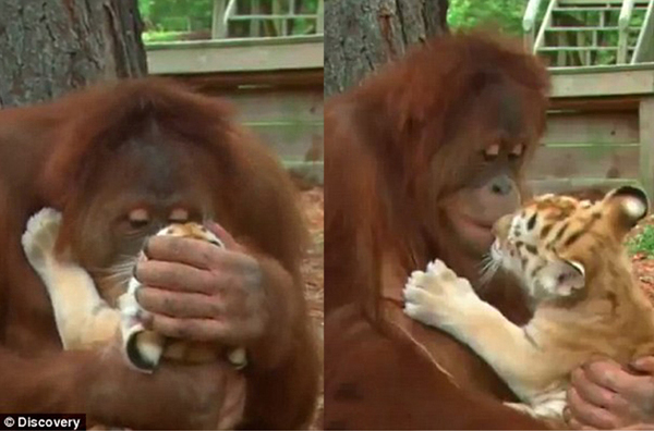 太有爱：猩猩喂奶爱抚小老虎6
