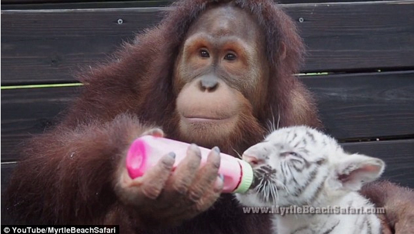 太有爱：猩猩喂奶爱抚小老虎2