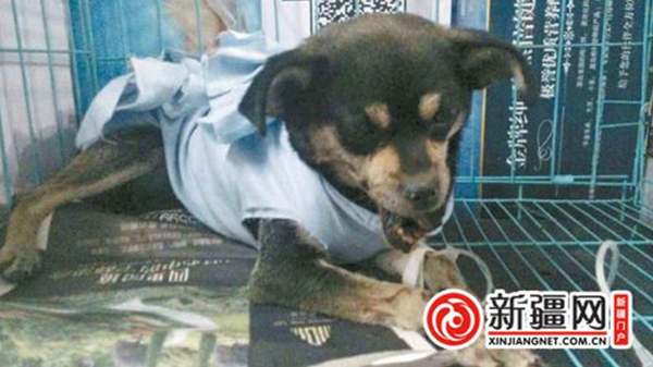 棒打小狗男子遭“人肉”-向爱狗人士鞠躬道歉赔万元7