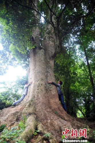 图为树龄超600岁的楠木古树。陈碧生摄