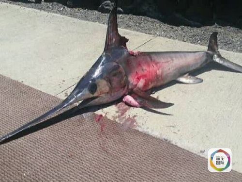 真凶”同时殒命。