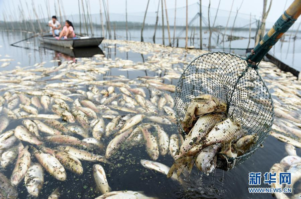 九万亩水域成“酱油湖”-死鱼漂满湖面2