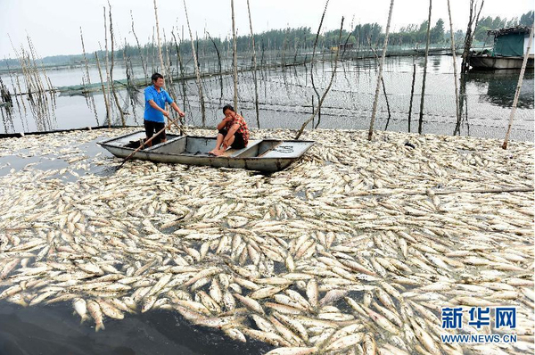 九万亩水域成“酱油湖”-死鱼漂满湖面5