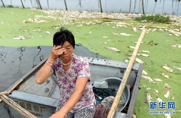 九万亩水域成“酱油湖”-死鱼漂满湖面6
