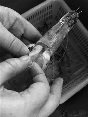 温州市场现注胶虾-专家教你如何鉴别注胶虾2