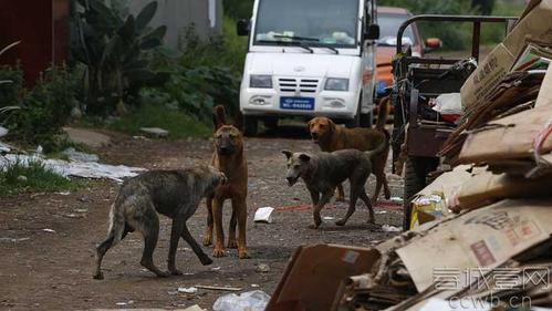 事发地是一片山坡上的果园旁，房东养了好多狗。