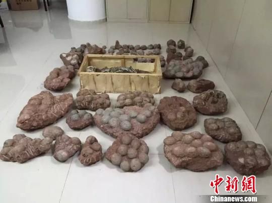 图为河源警方追回1具鹦鹉嘴龙骨骼化石和白垩纪晚期圆形恐龙蛋化石213枚 颜新阳 摄