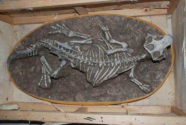 广东河源恐龙蛋化石流失 居民家藏213枚(图)