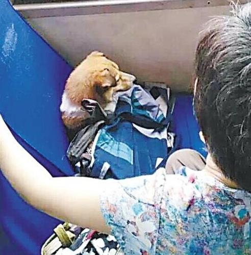 大妈为狗刷卡占座