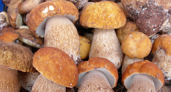 别让网络传言误会食品安全-牛肝菌