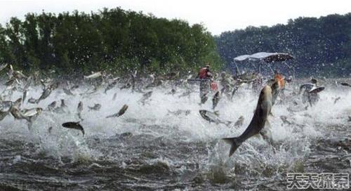 亚洲鲤鱼“入侵”美国，要从上世纪70年代说起。