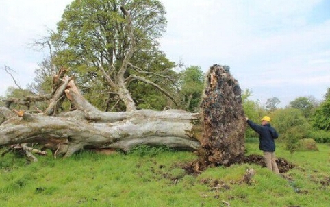 古树吹倒惊现遗骨