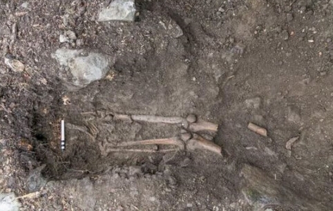 古树吹倒惊现遗骨