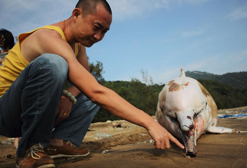 　深圳海滩一中华白海豚搁浅 身上伤痕累累暴晒数小时