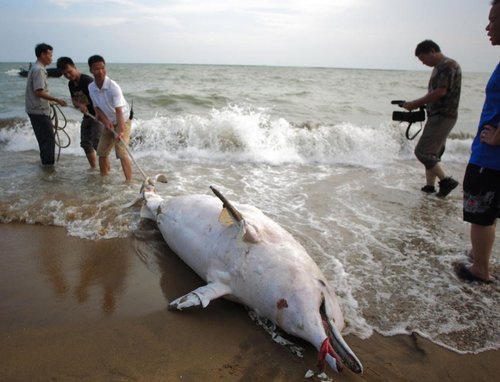 　中华白海豚搁浅