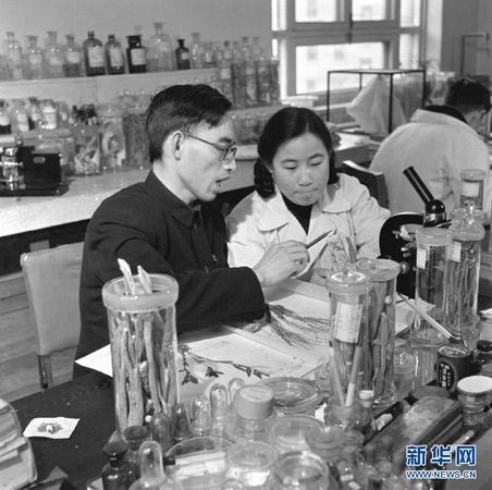 这是20世纪50年代，在中医研究院中药研究所任研究实习员的屠呦呦（前右）与老师楼之岑副教授一起研究中药。