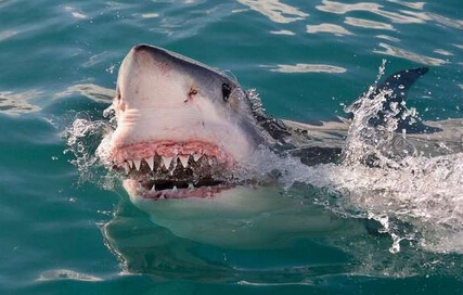 大白鲨为自救跃出水面 逃离捕蟹网（组图）【3】