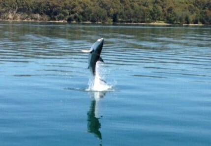 大白鲨自救跃出水面