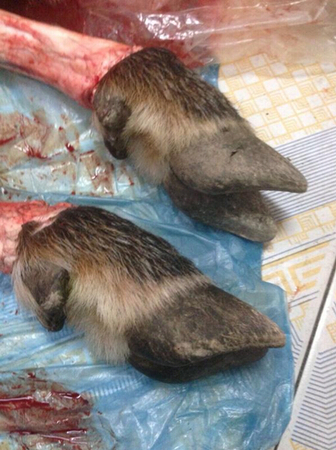 老人自称捕到神兽