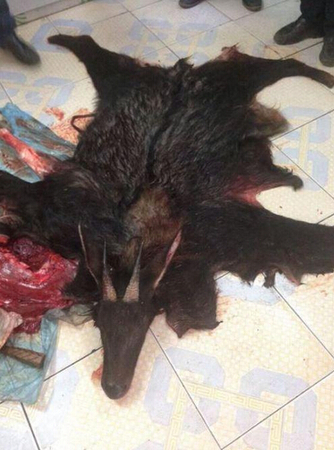 老人自称捕到神兽2