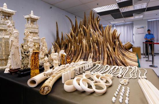 2014年5月15日，香港化学废物处理中心展出了没收的象牙制品。香港已启动以焚化方式销毁近 30吨库存没收象牙的行动