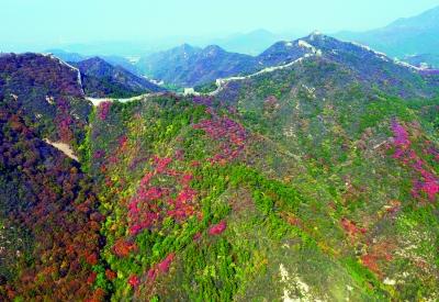 北京市属公园发游园秋讯 八达岭红叶周末九成变红1 北京市属公园发游园秋讯 八达岭红叶周末九成变红1