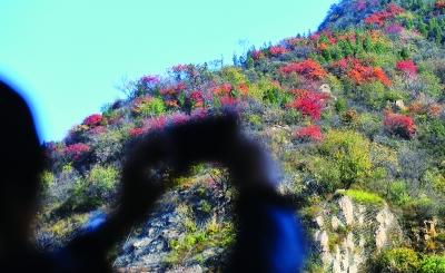 北京市属公园发游园秋讯 八达岭红叶周末九成变红2 北京市属公园发游园秋讯 八达岭红叶周末九成变红2