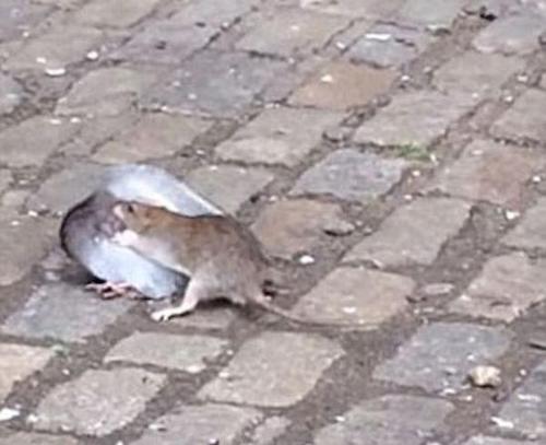 老鼠和鸽子当街对决 场面十分激烈