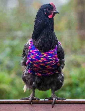 为鸡织套头衫过冬