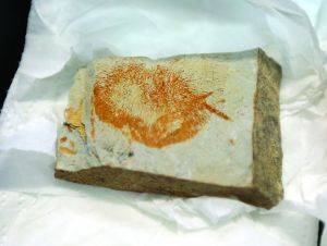 u=1898842793,1768825461&fm=11&gp=0 u=1898842793,1768825461&fm=11&gp=0