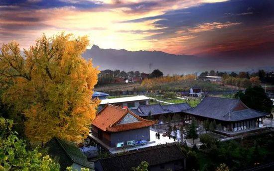 李世民栽了棵银杏树 美了1400年