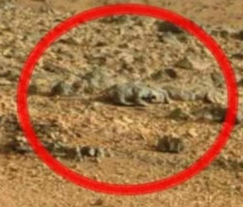 火星疑现啮齿动物