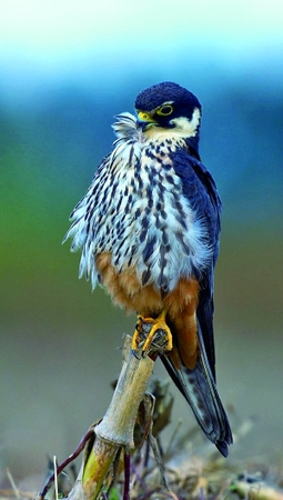 大学生掏鸟窝被判10年2