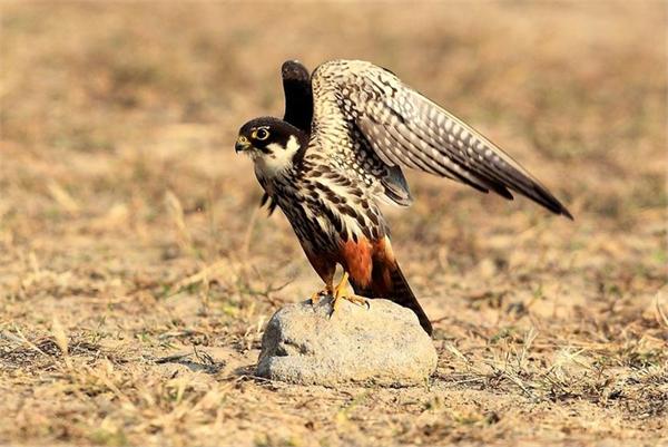 大学生掏鸟窝被判10年